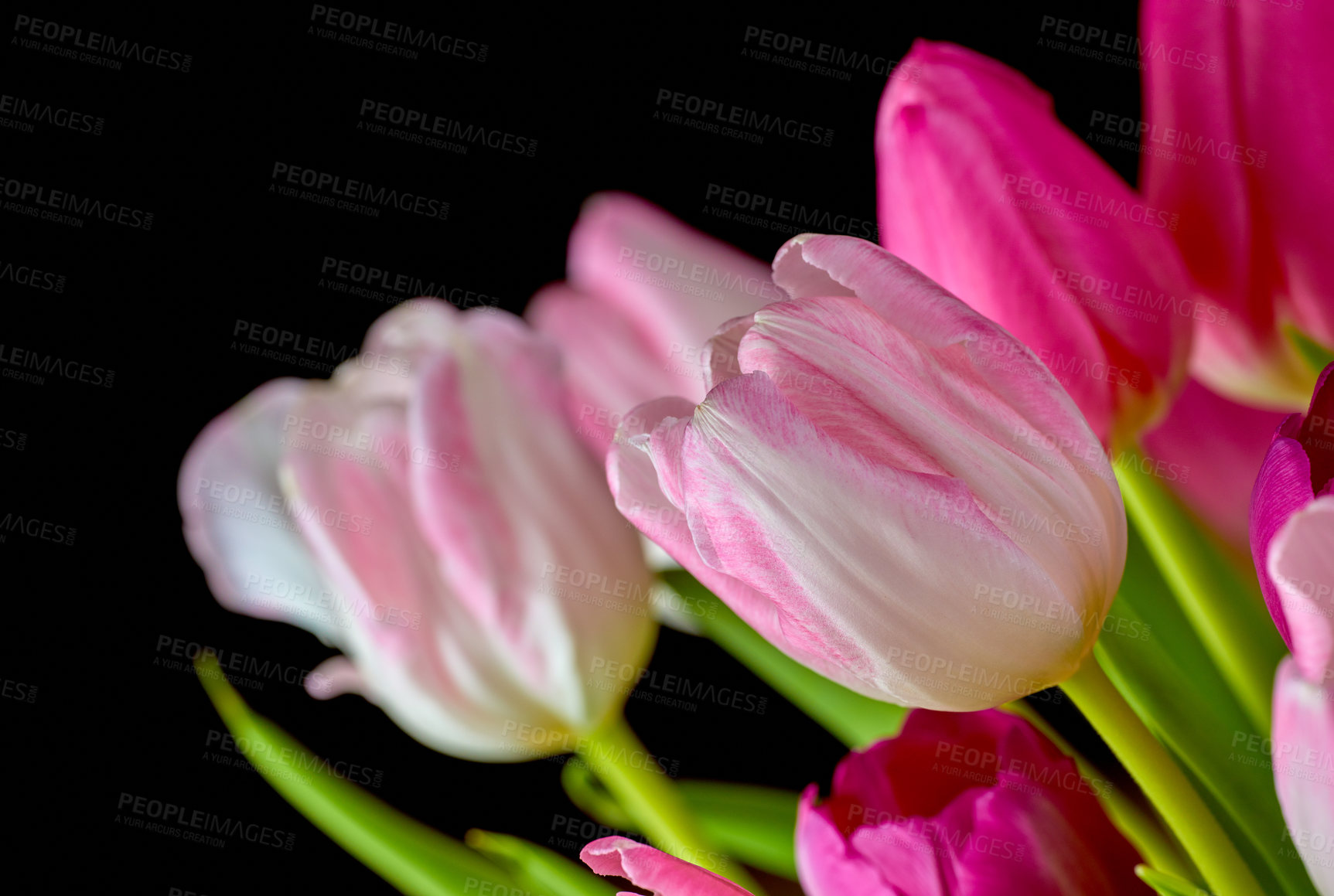 Buy stock photo Bouquet of fresh tulips flowers on a table in an empty house. Fresh summer pink flowers symbolising hope, love, and growth. Bright flowers as a surprise gift or apology gesture against black copy space