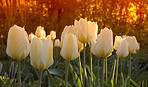 Tulips - springtime beauties