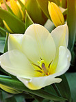 Tulips - springtime beauties