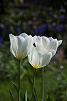 Tulips - springtime beauties