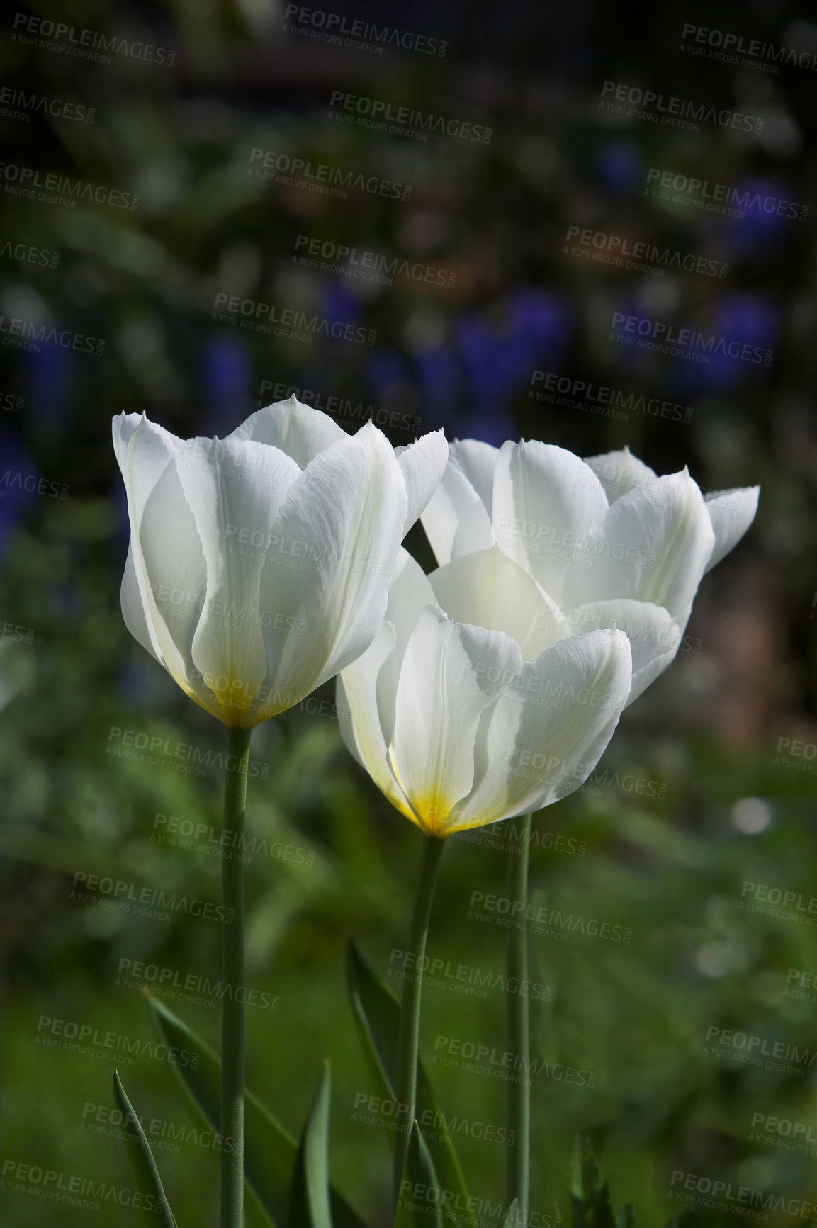 Buy stock photo Flowers, tulips and nature in outdoor garden, horticulture and conservation of meadow bush. Plants, petals and growth in countryside for ecology, park and blooming botany for environment on travel