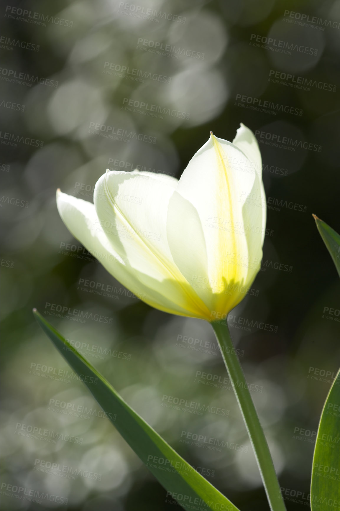 Buy stock photo Closeup, white Tulip or flower on sunny day for growing, gardening and decoration or bouquet. Leaf, blossom and floral plant in nature for season change, florist or horticulture with bright color