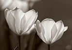 Tulips - springtime beauties