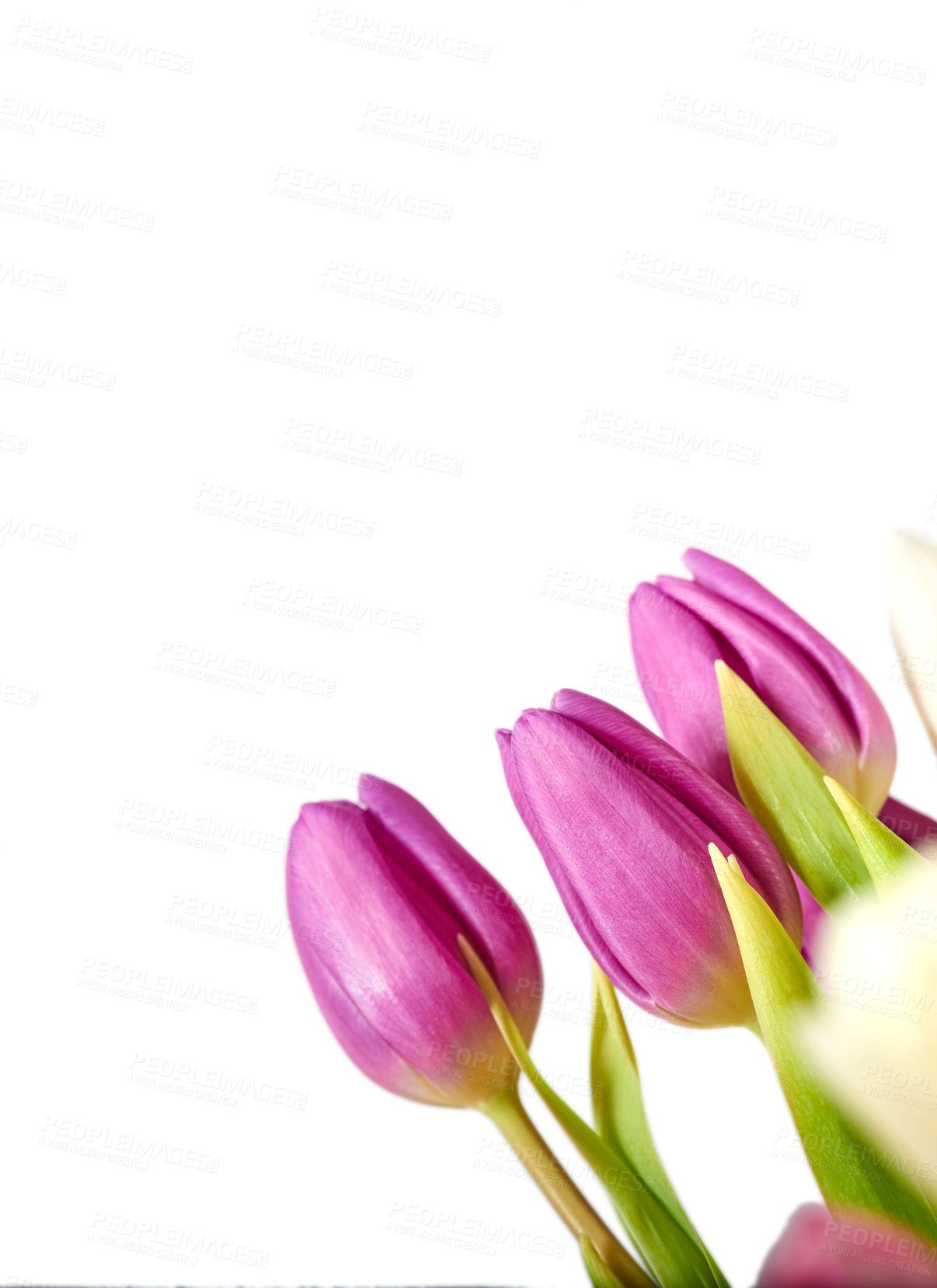 Buy stock photo Flowers, tulips and pink in studio by white background, blossom and peace or floral with greenery. Plant, petal and mockup for decoration, creativity and wallpaper or screensaver with natural color