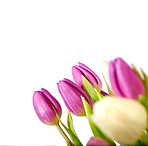 Tulips - springtime beauties