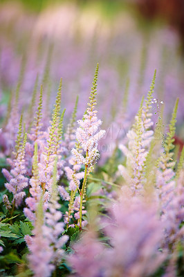 Buy stock photo A herbal lavender scented flowerbed or many mint plants blooming in spring. Closeup of purple flowers in a green field. Pretty pink blossoms flourishing in a garden. Saxifrages or meadow sweet flora 