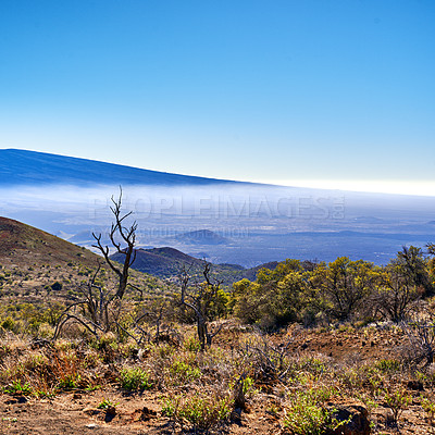 Buy stock photo Barren desert scene of indigenous plants over a blue misty mountain horizon. The largest volcanic crater in the world, Mauna Loa in Hawaii. An empty dry, arid desert in a national nature park