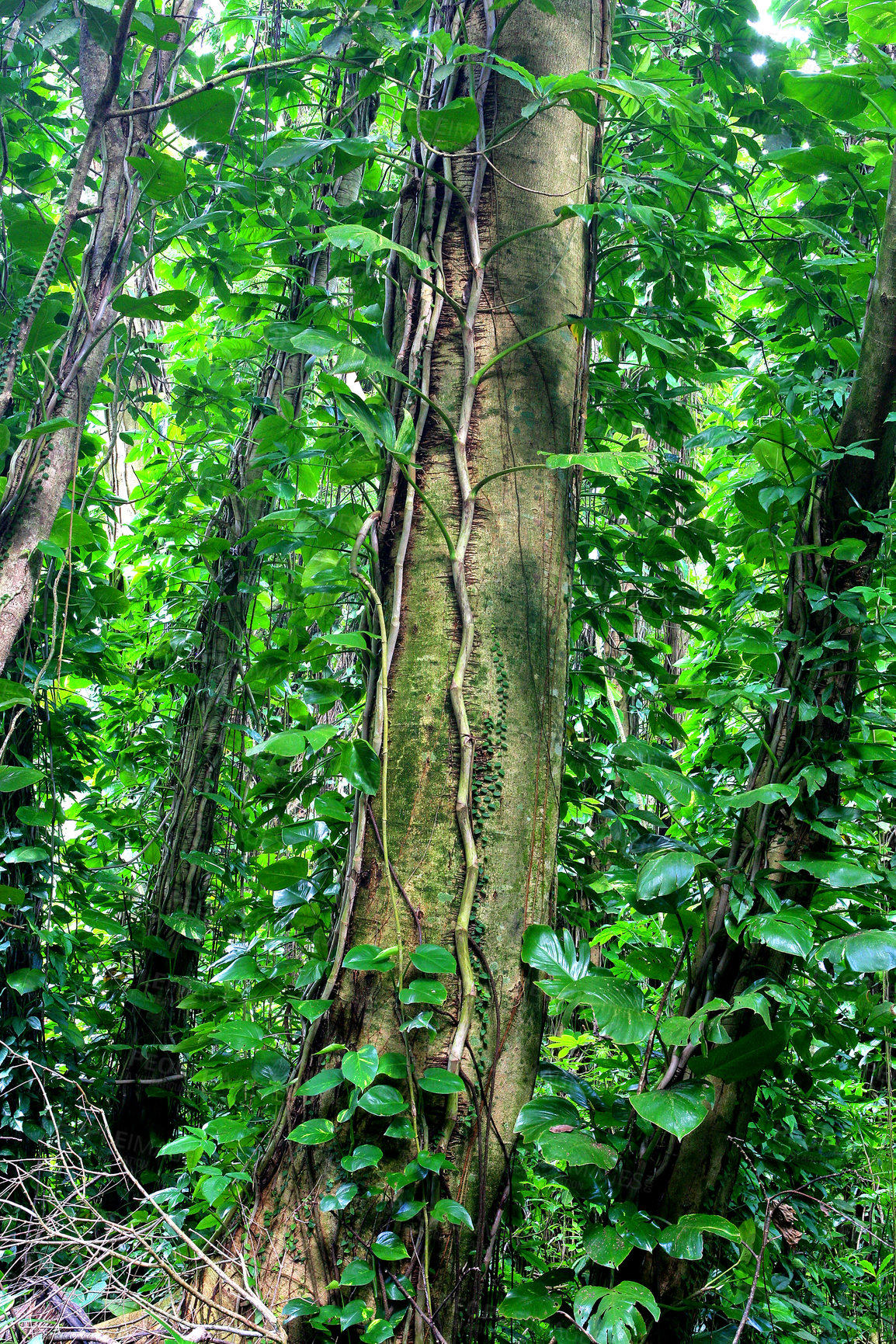 Buy stock photo Jungle and forest tree with vines, lush foliage in Hawaii rainforest. Below view of dense woods, green plants, bushes, leaves in mother nature. Exotic and tropical plant life, nature on remote island