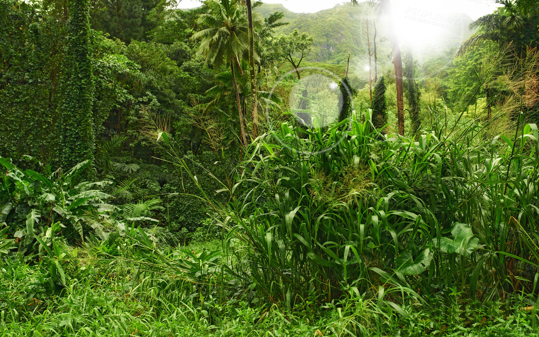 Buy stock photo Tall trees and lush green bushes growing in harmony. Peaceful soothing ambience of nature with calming views in a scenic, quiet jungle with bokeh. Lens flare in a dense forest with thickets of plants