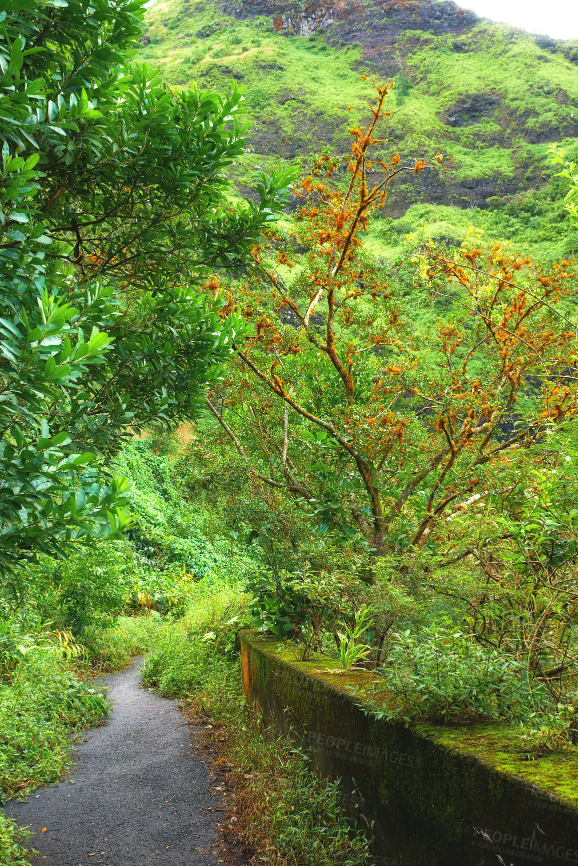 Buy stock photo Shot of the old Pali Highway crossing the mountains of Pali on Oahu, Hawaii, abandoned and now taken over by the rainforest. Tourist place to enjoy vacation. tracking area. Portrait view from beautiful coastal hike between huge valleys.