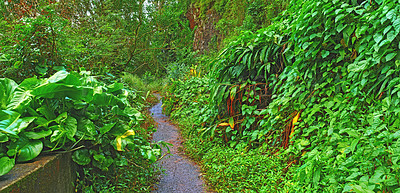 Buy stock photo An abandoned mountain road in a rainforest. Native indigenous forests of Oahu near the old Pali Highway Crossing in Hawaii. Overgrown wilderness and green plants in a mysterious hiking trail