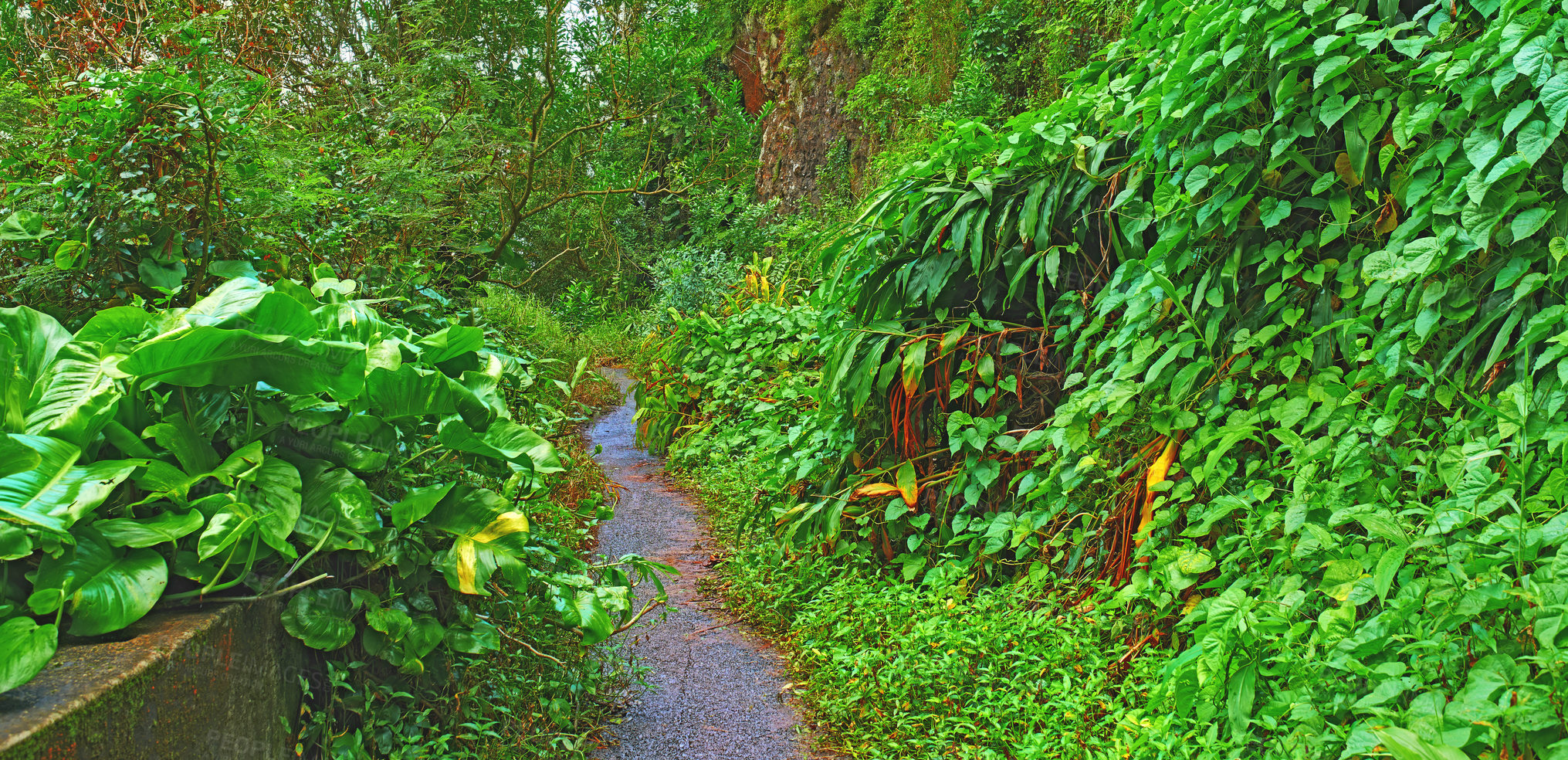 Buy stock photo An abandoned mountain road in a rainforest. Native indigenous forests of Oahu near the old Pali Highway Crossing in Hawaii. Overgrown wilderness and green plants in a mysterious hiking trail