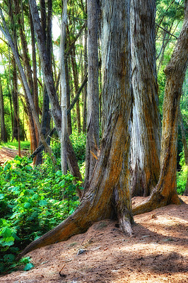 Buy stock photo Beautiful trees of Oahu in Hawaii on a sunny summer day. Tree bark outdoors in nature during the day. Tropical rainforest with moist and ecological life. Jungle in the Hawaiian landscape