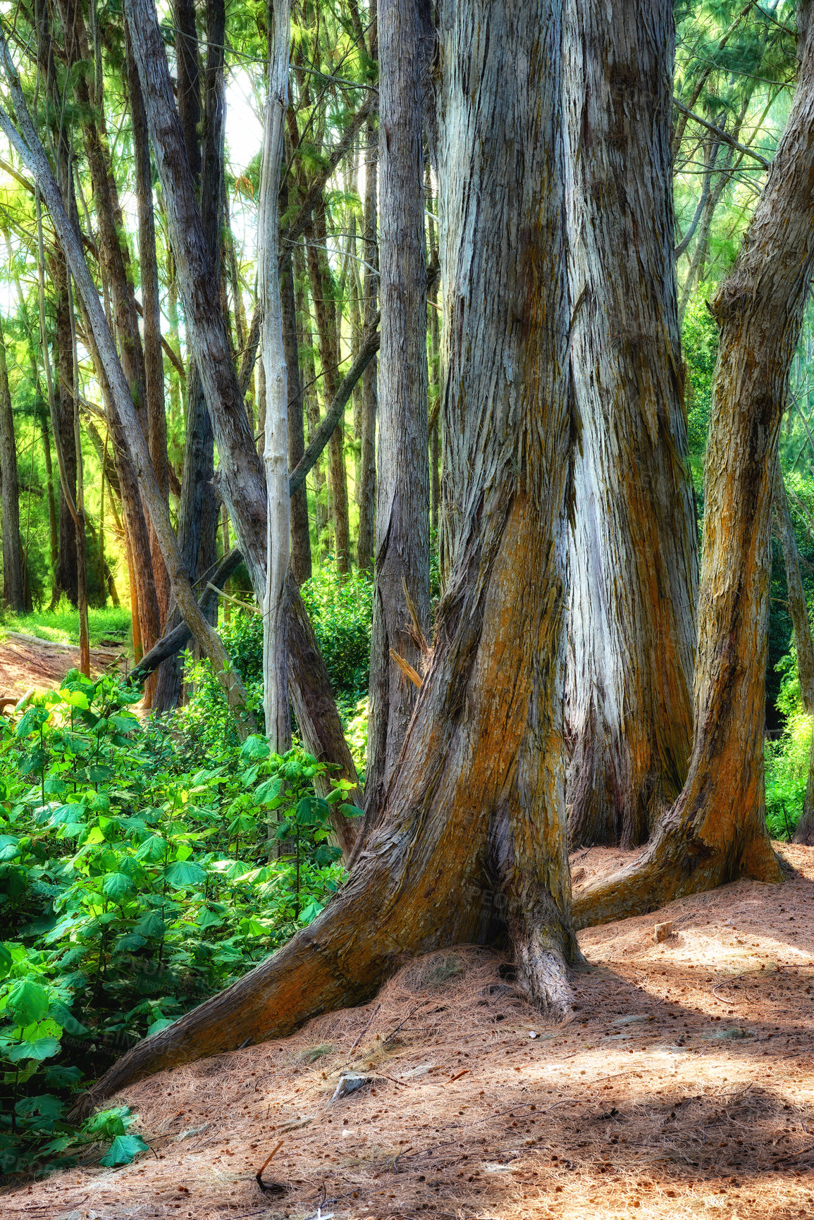 Buy stock photo Beautiful trees of Oahu in Hawaii on a sunny summer day. Tree bark outdoors in nature during the day. Tropical rainforest with moist and ecological life. Jungle in the Hawaiian landscape