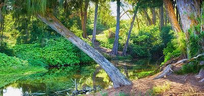 Buy stock photo A peaceful green forest in nature on a sunny day. Natures zen jungle of peace, harmony and fresh beauty. Forest pond surrounded by tall green trees and ecological life in a rainforest in Hawaii, USA 