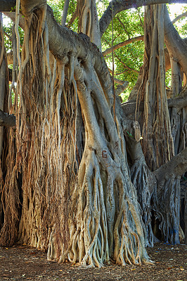 Buy stock photo View of banyan trees of Oahu on sunny day. Overgrown wilderness, vines and bushes in rain forest in Hawaii. Native wild fig trees in mysterious landscape. Hidden wonder on hiking trails on vacation