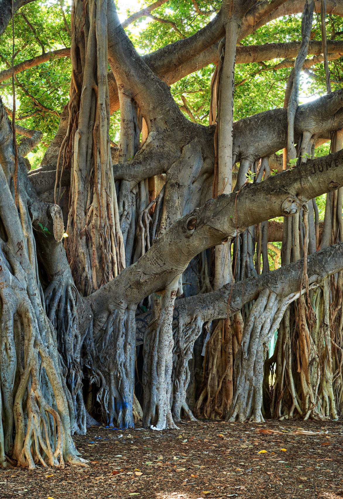 Buy stock photo A beautiful large Banyan tree in Waikiki Honolulu Hawaii. A unique trunk outdoors in a peaceful and tropical forest. Big green plants, flora, or nature in a wetland on a sunny summer day or afternoon