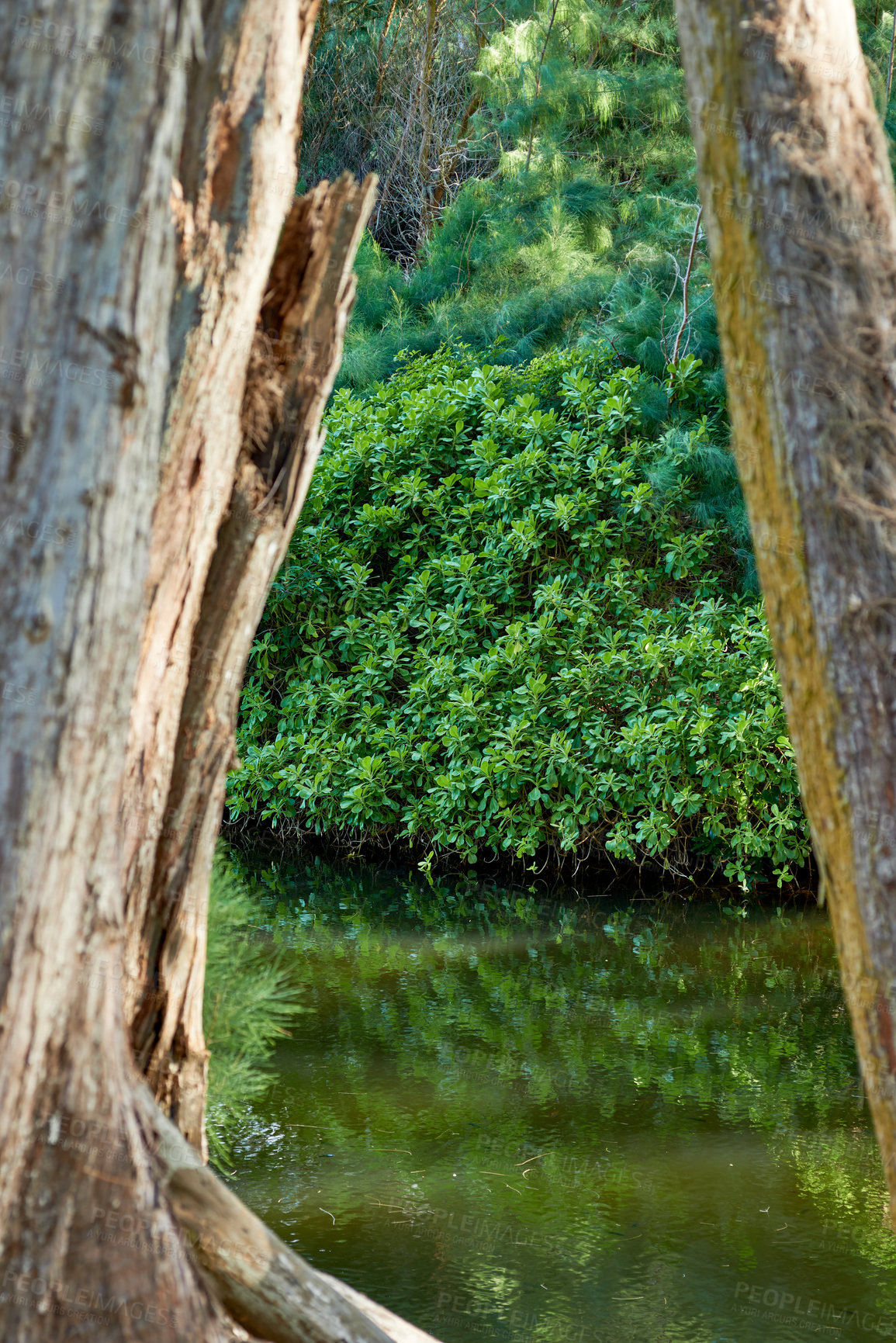 Buy stock photo Nature, big trees and scenic view of river and small lake in jungle or rainforest in Hawaii, USA. Earth day, growth and natural forest with green bush, environment and woods for freedom and peace 