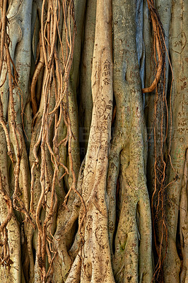 Buy stock photo Closeup of wild overgrown vines of a Banyan tree in a forest on a sunny day. Zoom in on many vines and shoots hanging from an undisturbed tree in Hawaii. Details, patterns and textures of bark  