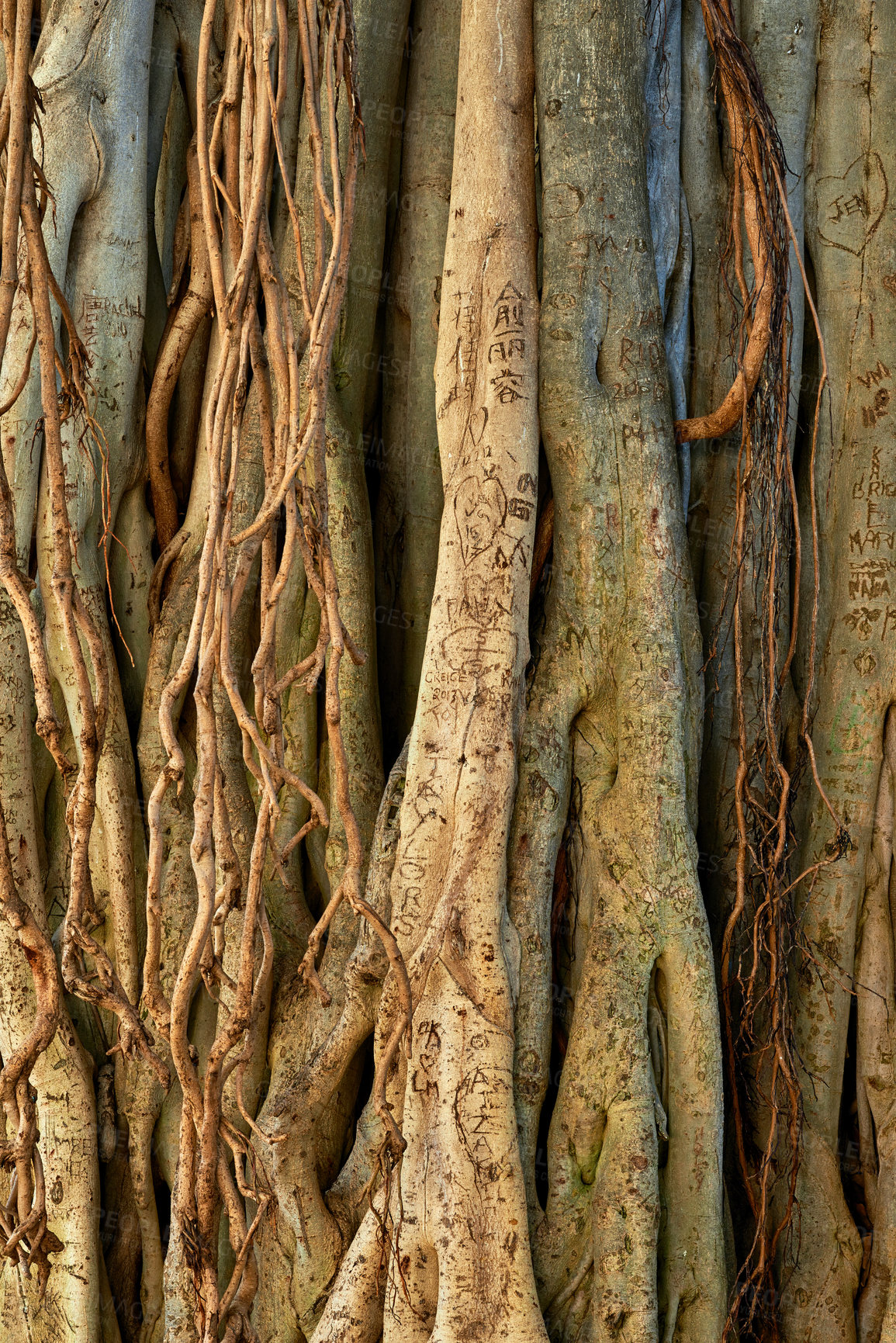 Buy stock photo Closeup of wild overgrown vines of a Banyan tree in a forest on a sunny day. Zoom in on many vines and shoots hanging from an undisturbed tree in Hawaii. Details, patterns and textures of bark  