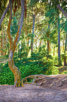 Trees of Oahu, Hawaii