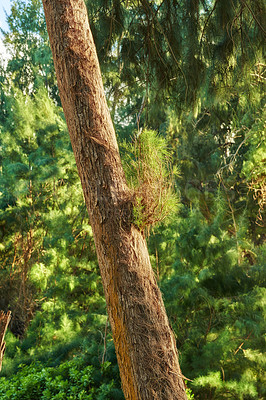 Buy stock photo Forest tree in the jungle, Hawaii, USA. Jungle in Hawaii. A scenic view of the forest during spring. Tropical trees in ecological life in the Hawaiian tropical rainforests in an organic wilderness.