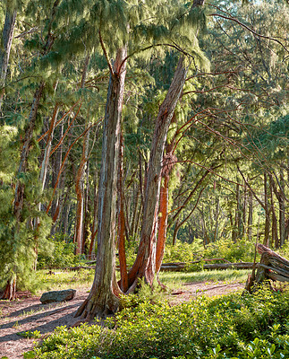 Buy stock photo Sun shining on tall trees in a green jungle or rainforest in Hawaii, USA. Soothing nature with beautiful lush green branches and bushes, perfect scenic views with hidden beauty, peace and harmony