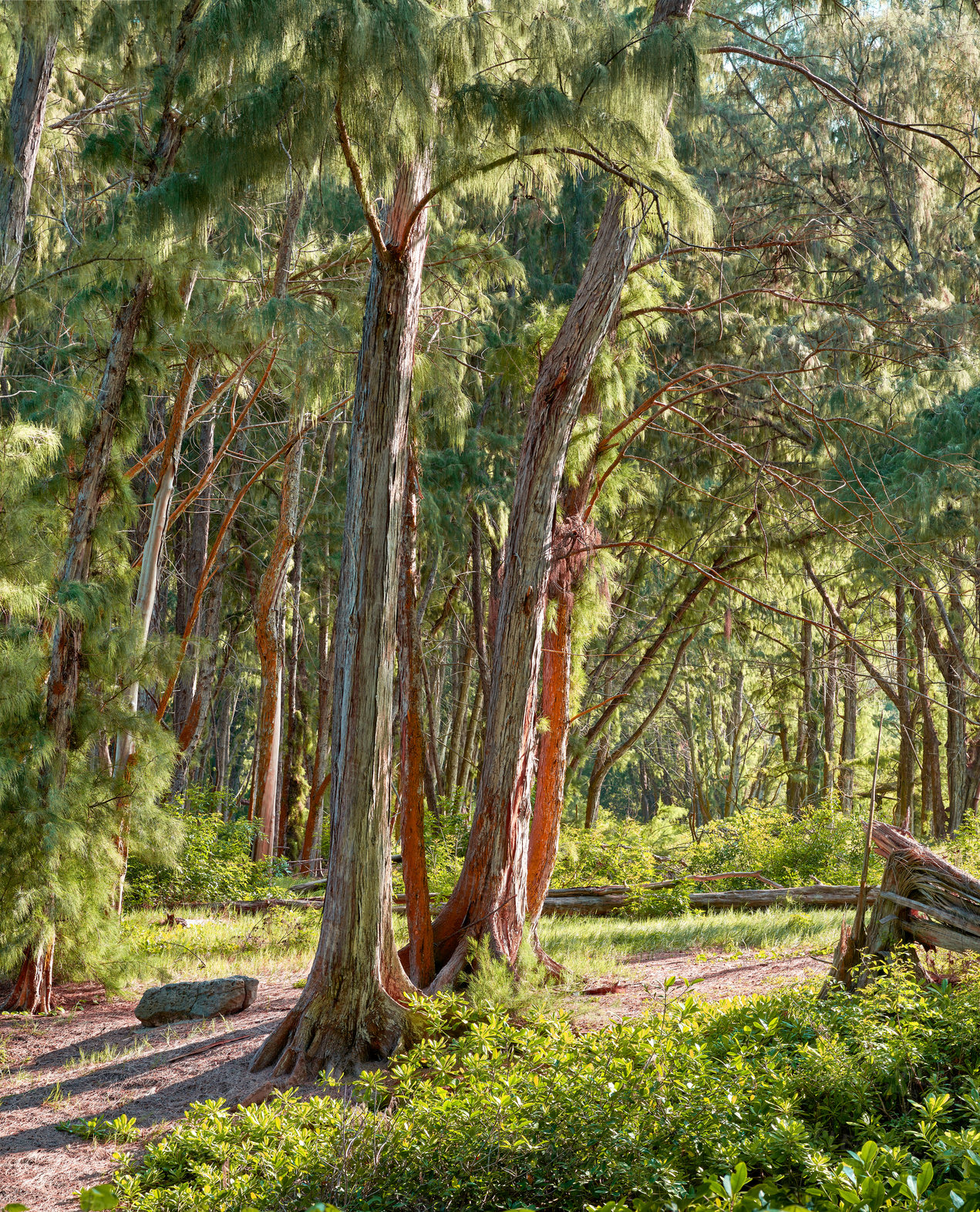 Buy stock photo Sun shining on tall trees in a green jungle or rainforest in Hawaii, USA. Soothing nature with beautiful lush green branches and bushes, perfect scenic views with hidden beauty, peace and harmony
