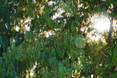 Buy stock photo Bright sun shining through dense tree leaves in a green forest. Beauty in nature with calming leafy patterns in rainforest or jungle. Morning outdoors with soothing ambience, quiet nature in harmony