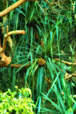 Buy stock photo Scenic view of wild fruit growing in dense forest trees in Hawaii rainforest. Exploring nature and wildlife on remote tropical island for vacation or holiday. Green plants and bushes in mother nature