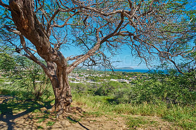 Buy stock photo Green tree growing on a lookout point with views of Koko Head, Hawaii on a sunny day. Outdoor nature with breathtaking scenic views overlooking an island, peaceful harmony of a tropical rainforest 