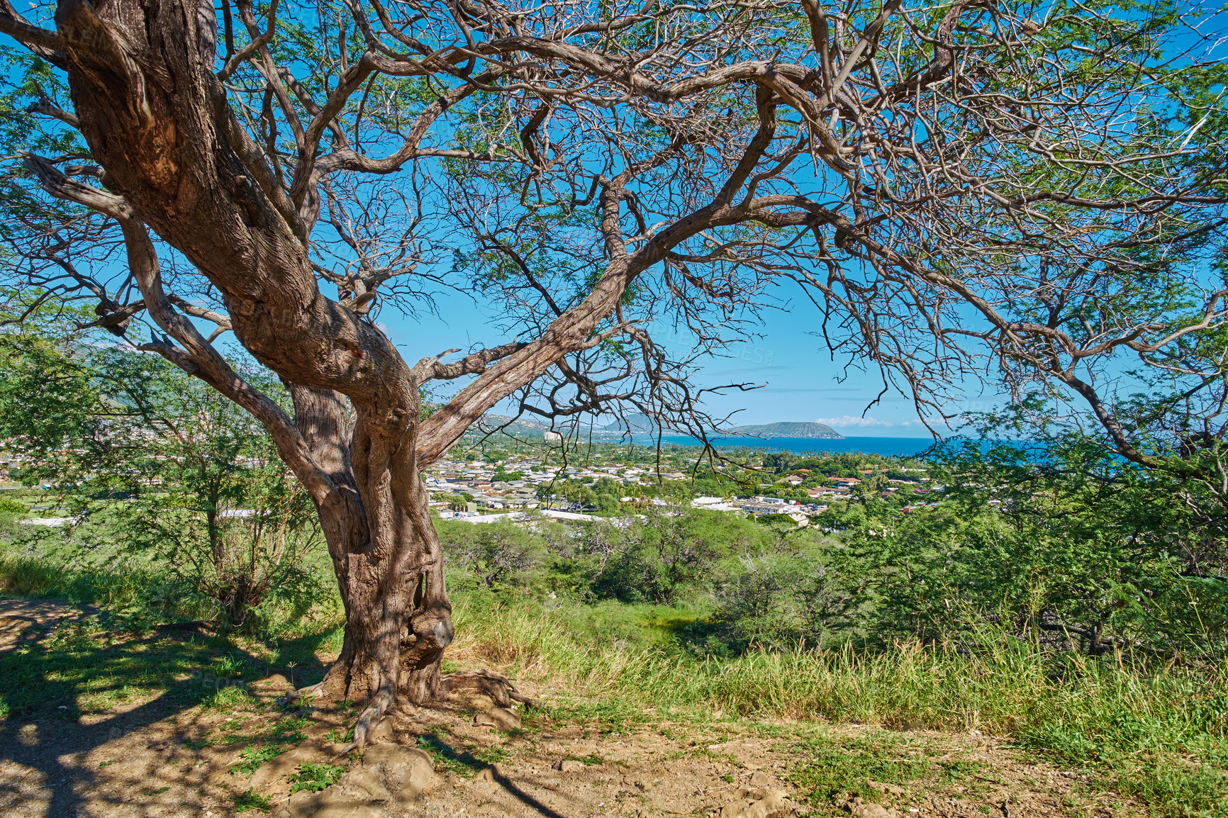 Buy stock photo Green tree growing on a lookout point with views of Koko Head, Hawaii on a sunny day. Outdoor nature with breathtaking scenic views overlooking an island, peaceful harmony of a tropical rainforest 