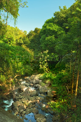 Buy stock photo Nature, rainforest and scenic view of river and stream in jungle or bush in Hawaii, USA. Earth day, growth and natural forest with green plants and sustainable environment for peaceful scenery 