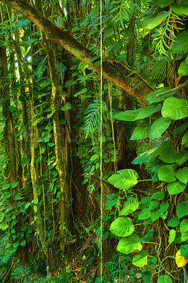 Buy stock photo Trees and bushes in a lush green forest in Hawaii, USA. Magical woods with beauty in nature, beautiful and mysterious quiet outdoors. Quiet morning in a peaceful rainforest with vibrant greenery