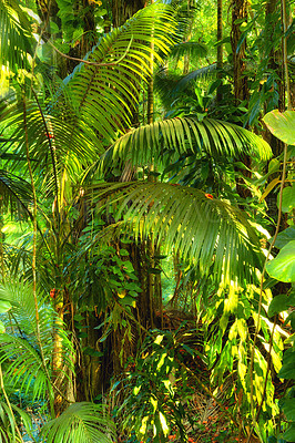 Buy stock photo Tropical trees in the Hawaiian rainforest of Oahu. Lush green overgrown wilderness in Hawaii. Native wild nature in a mysterious landscape. Journey of hidden discovery on hiking trail while exploring