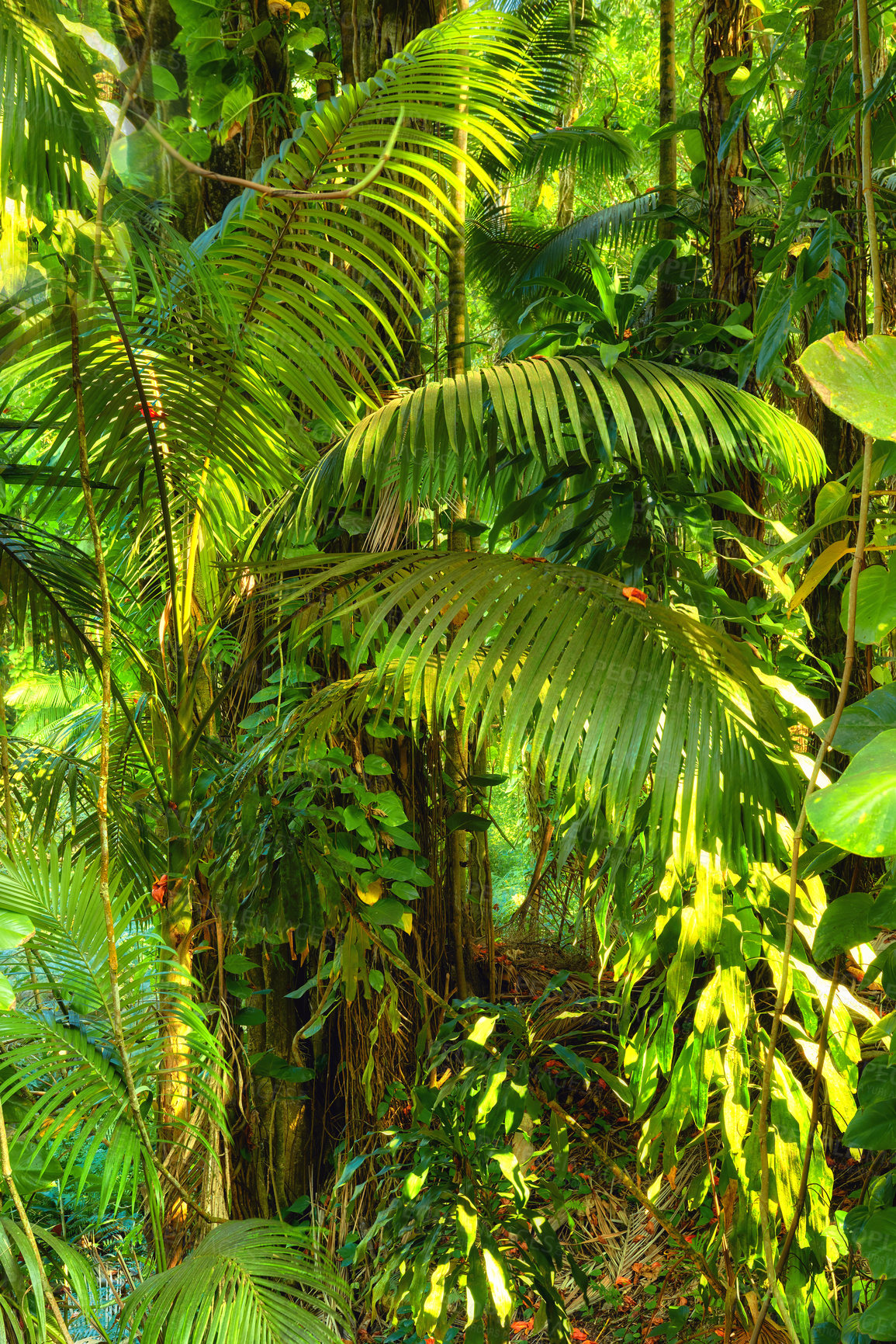 Buy stock photo Tropical trees in the Hawaiian rainforest of Oahu. Lush green overgrown wilderness in Hawaii. Native wild nature in a mysterious landscape. Journey of hidden discovery on hiking trail while exploring