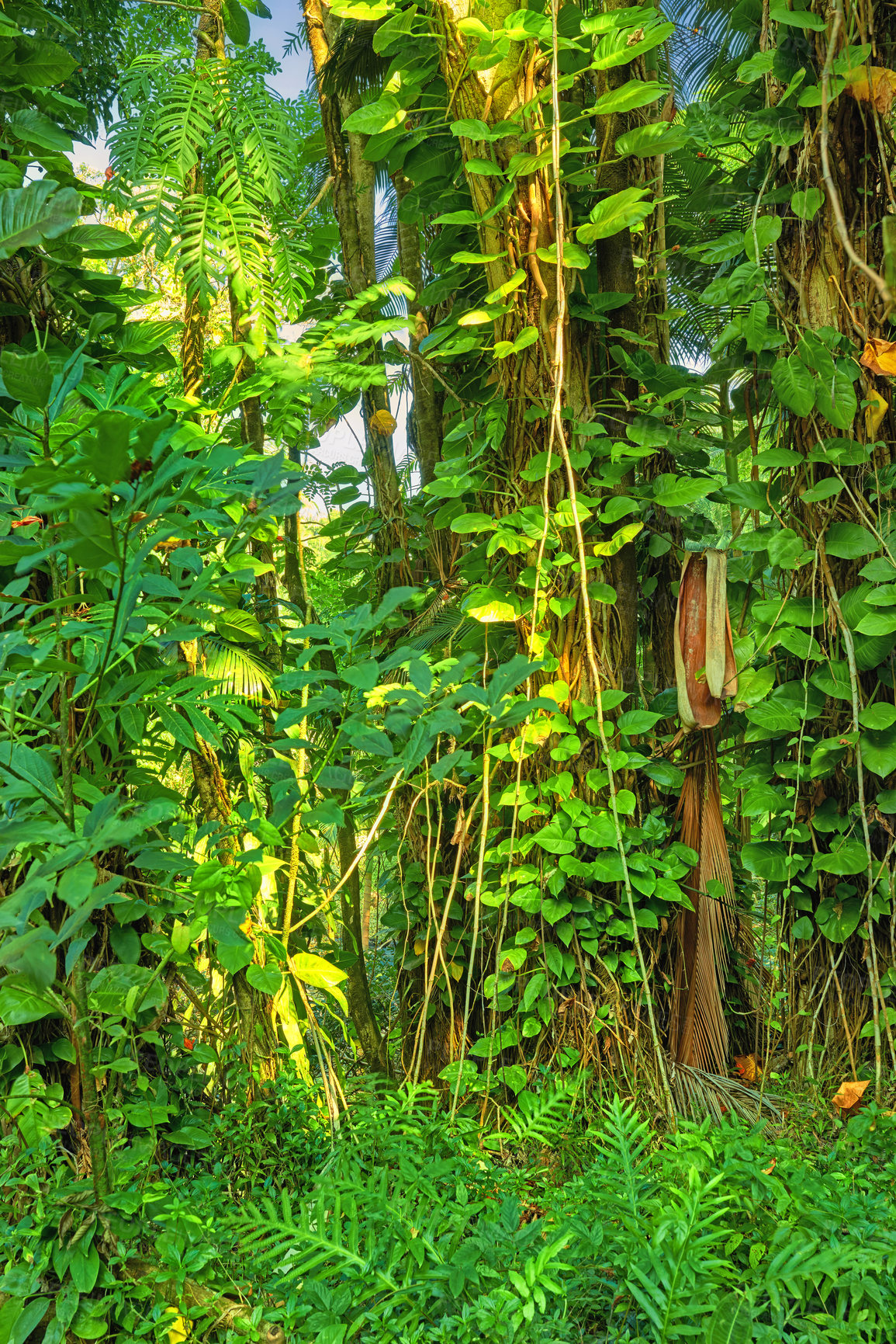 Buy stock photo Scenic view of sun rays through dense forest trees in Hawaii rainforest. Exploring nature and wildlife on remote tropical island for vacation and holiday. Green plants and bushes in mother nature