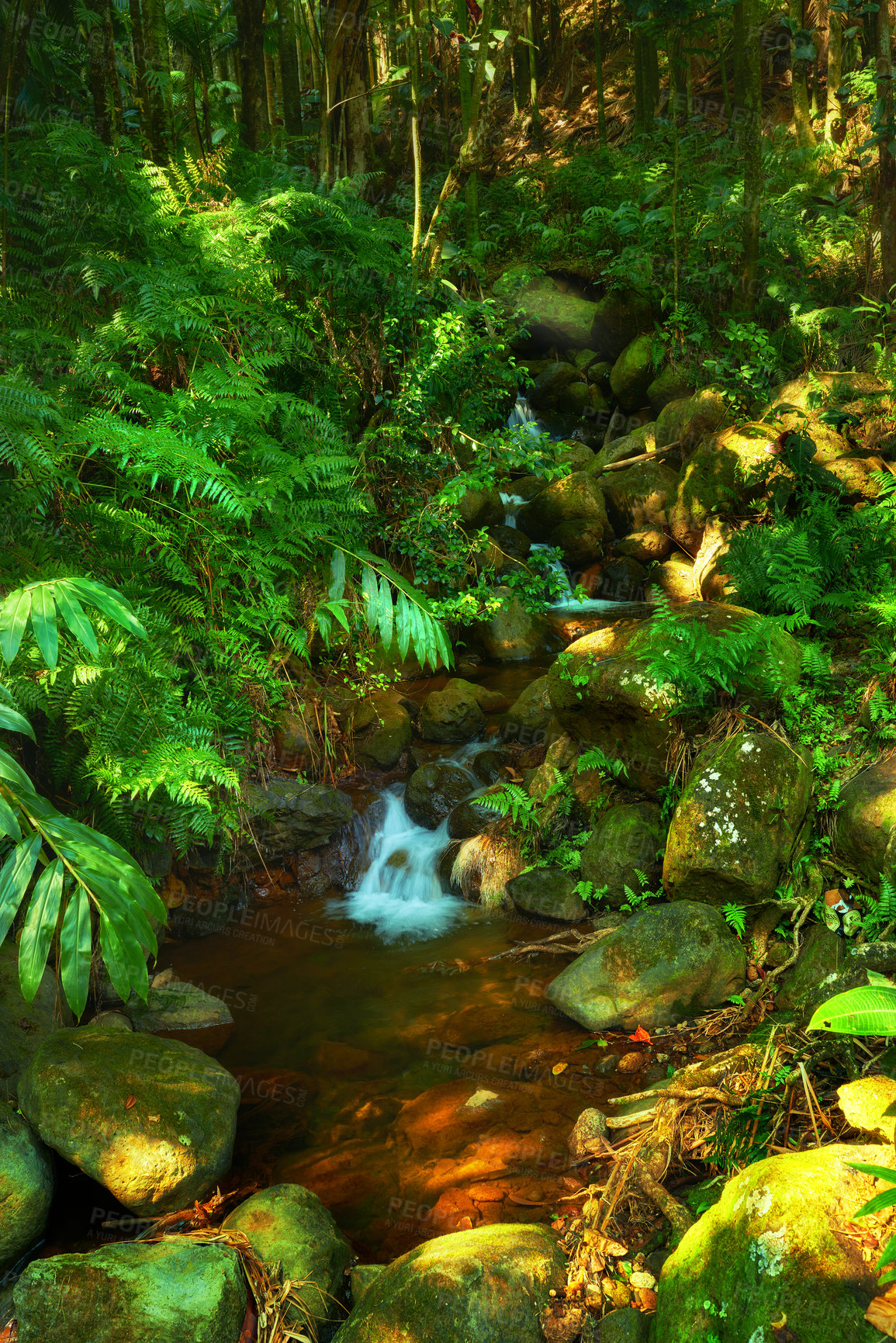 Buy stock photo Wallpaper, green and pond in forest with trees for ecology, environment and conservation in Hawaii. Woods, nature and ecosystem for sustainability, biodiversity and rainforest for restoration