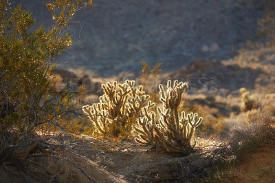 Buy stock photo Nature, desert and plant with succulents, mountain and Gander's cholla Cactus in California, USA. Spring, peace and dry environment for Cylindropuntia ganderi with grass, sunshine in a valley