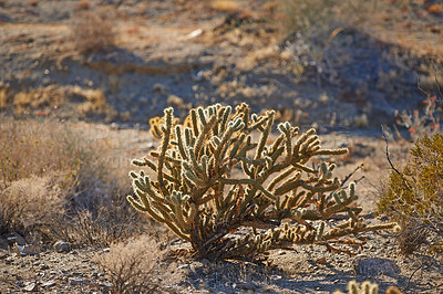 Buy stock photo Cactus, plant and desert in California National park for summer, nature and environment. Adaptation, harvest and succulent in mountain for forage, sustainability and living organism for ecology