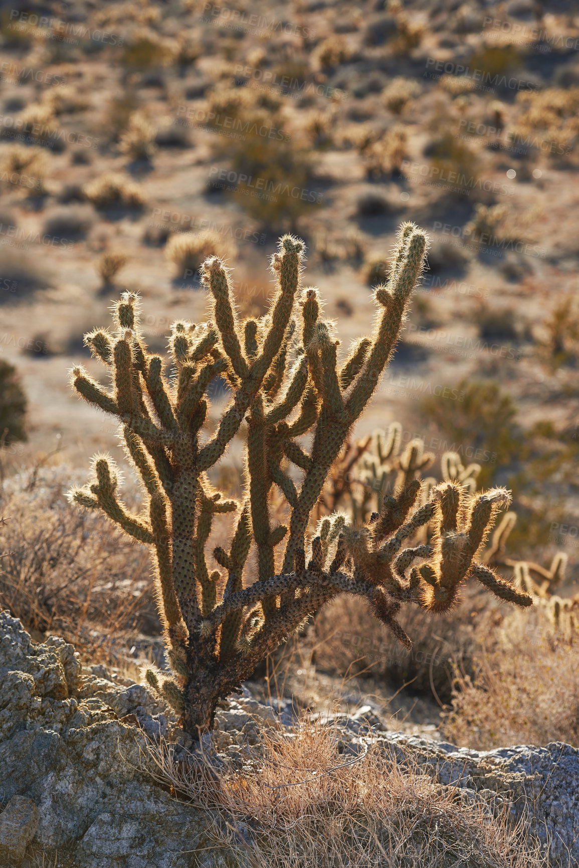 Buy stock photo Cactus, plant and desert in California National park for summer, nature and living organism for ecology. Adaptation, harvest and succulent in mountain for forage, sustainability and environment 