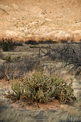 Buy stock photo Desert, landscape and nature with plants, earth and peace with summer, weather or rocky. Empty, flowers or sand with environment, dust or field with cactus, mountain or travel with vacation or growth