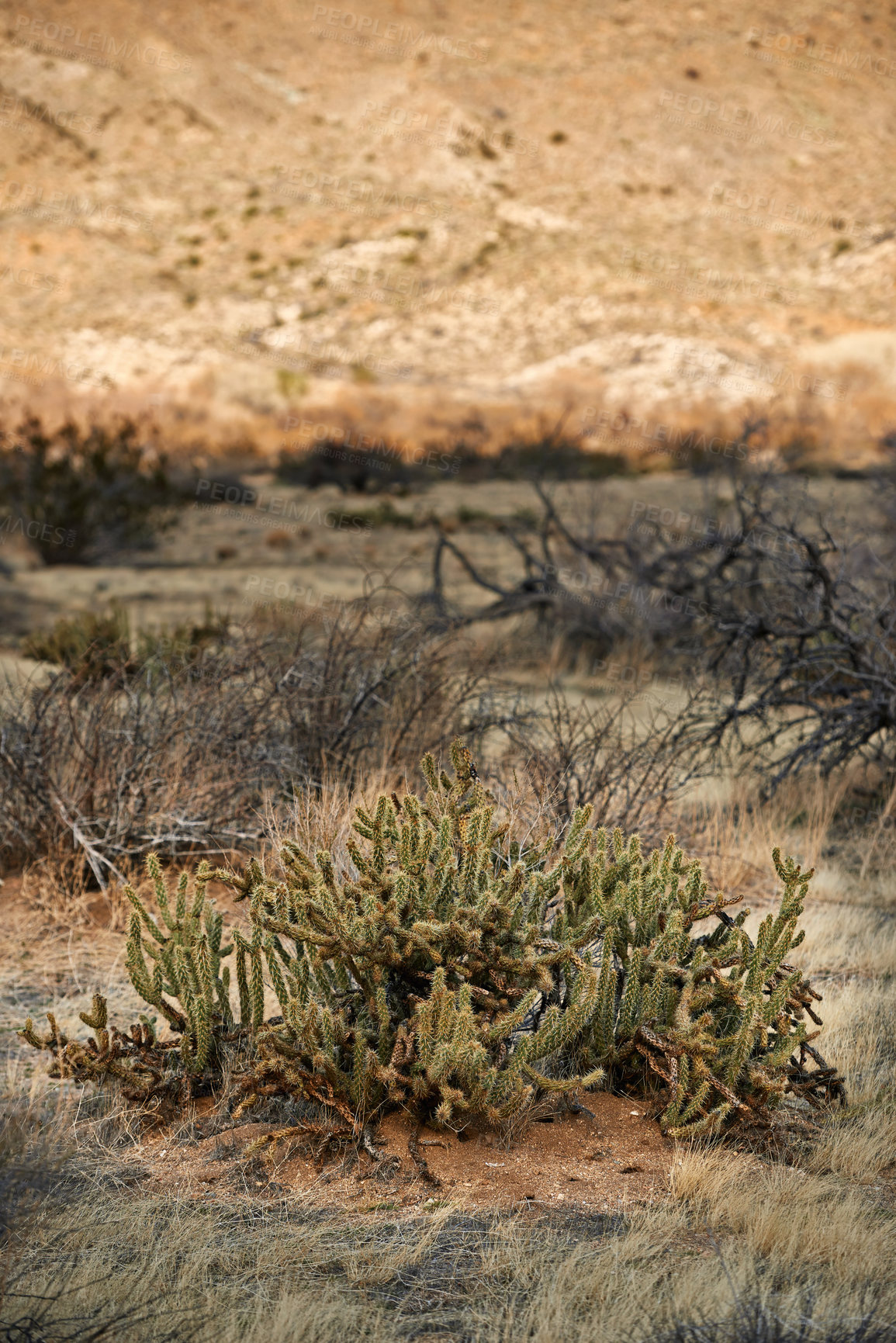 Buy stock photo Desert, landscape and nature with plants, earth and peace with summer, weather or rocky. Empty, flowers or sand with environment, dust or field with cactus, mountain or travel with vacation or growth