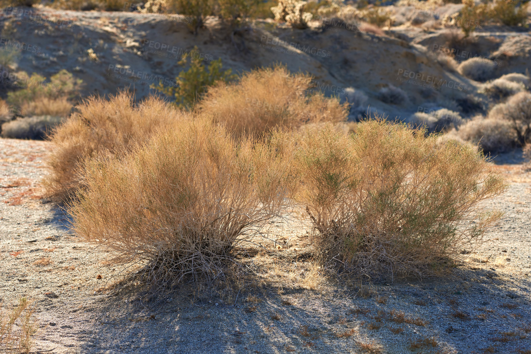 Buy stock photo Desert, shrub and plants in bush environment outdoor in nature of California, USA. Native, ecology and growth of indigenous foliage in summer with biodiversity in dry field, soil and grass on land