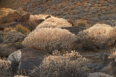 Buy stock photo Desert, shrub and plants in nature with bush environment outdoor in California, USA. Natural, landscape and growth of indigenous foliage in summer with biodiversity in dry land, soil and grass