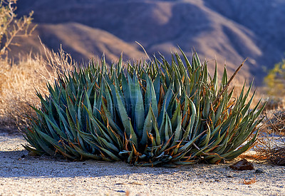 Buy stock photo Desert, cactus and plant in bush environment outdoor in nature of California, USA. Aloe, succulent and growth of indigenous shrub in summer with biodiversity in dry field, soil and grass on land