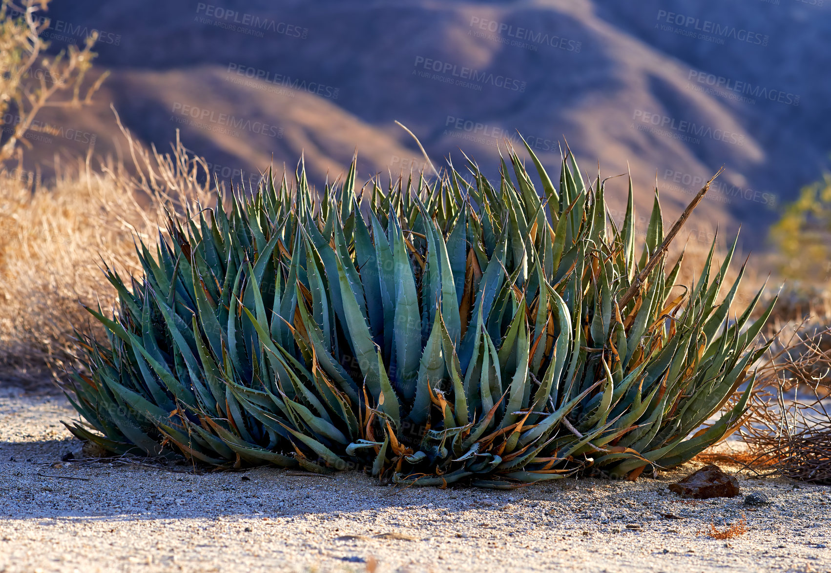 Buy stock photo Desert, cactus and plant in bush environment outdoor in nature of California, USA. Aloe, succulent and growth of indigenous shrub in summer with biodiversity in dry field, soil and grass on land