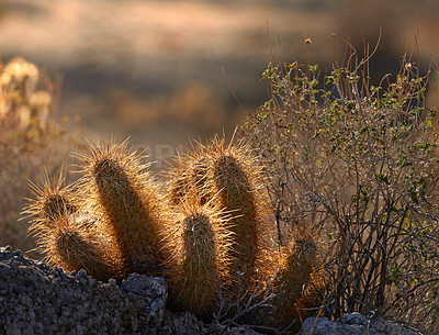 Buy stock photo Desert, sunset and cactus in nature or plant in bush environment outdoor in California, USA. Park, succulent and growth of indigenous shrub in summer with biodiversity in dry land, soil and grass