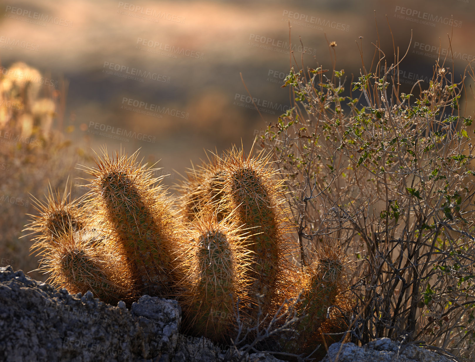 Buy stock photo Desert, sunset and cactus in nature or plant in bush environment outdoor in California, USA. Park, succulent and growth of indigenous shrub in summer with biodiversity in dry land, soil and grass