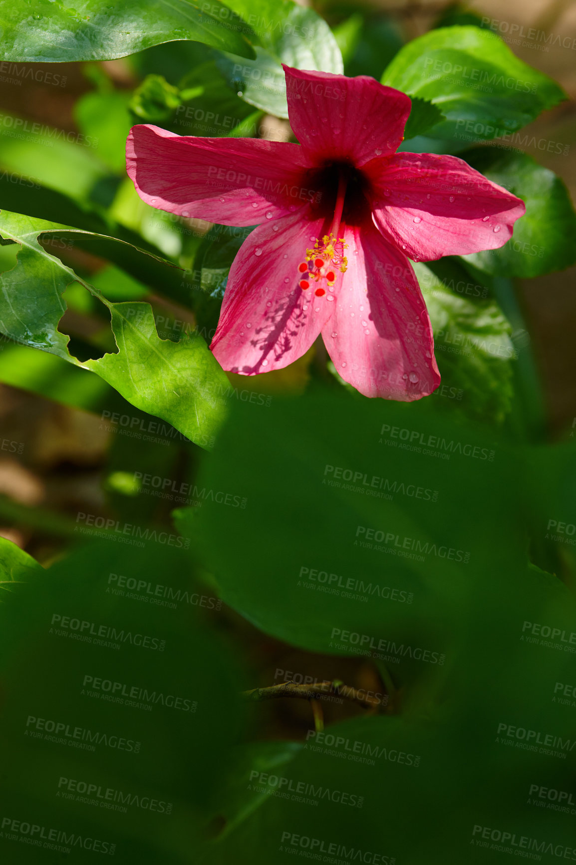 Buy stock photo Tropical, environment and flowers with hibiscus on tree for growth, blossom and pacific island nature. Floral, garden and leaves with closeup of plant in Hawaii for botanical, conservation and spring